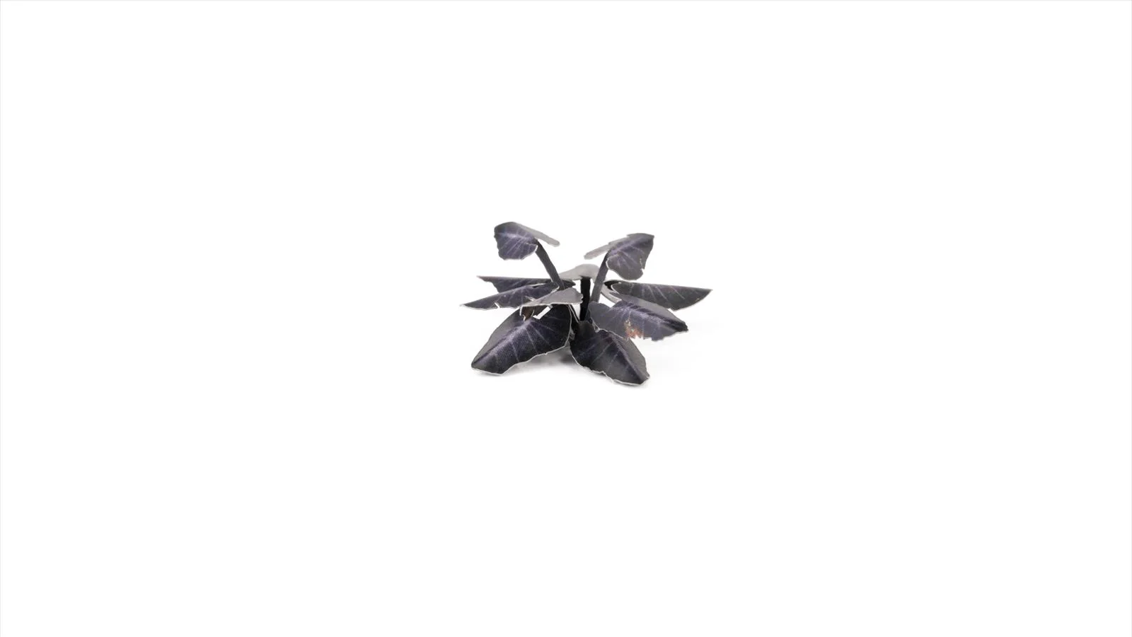 Gamers Grass | Laser Plants | Black Magic Taro - Image 4