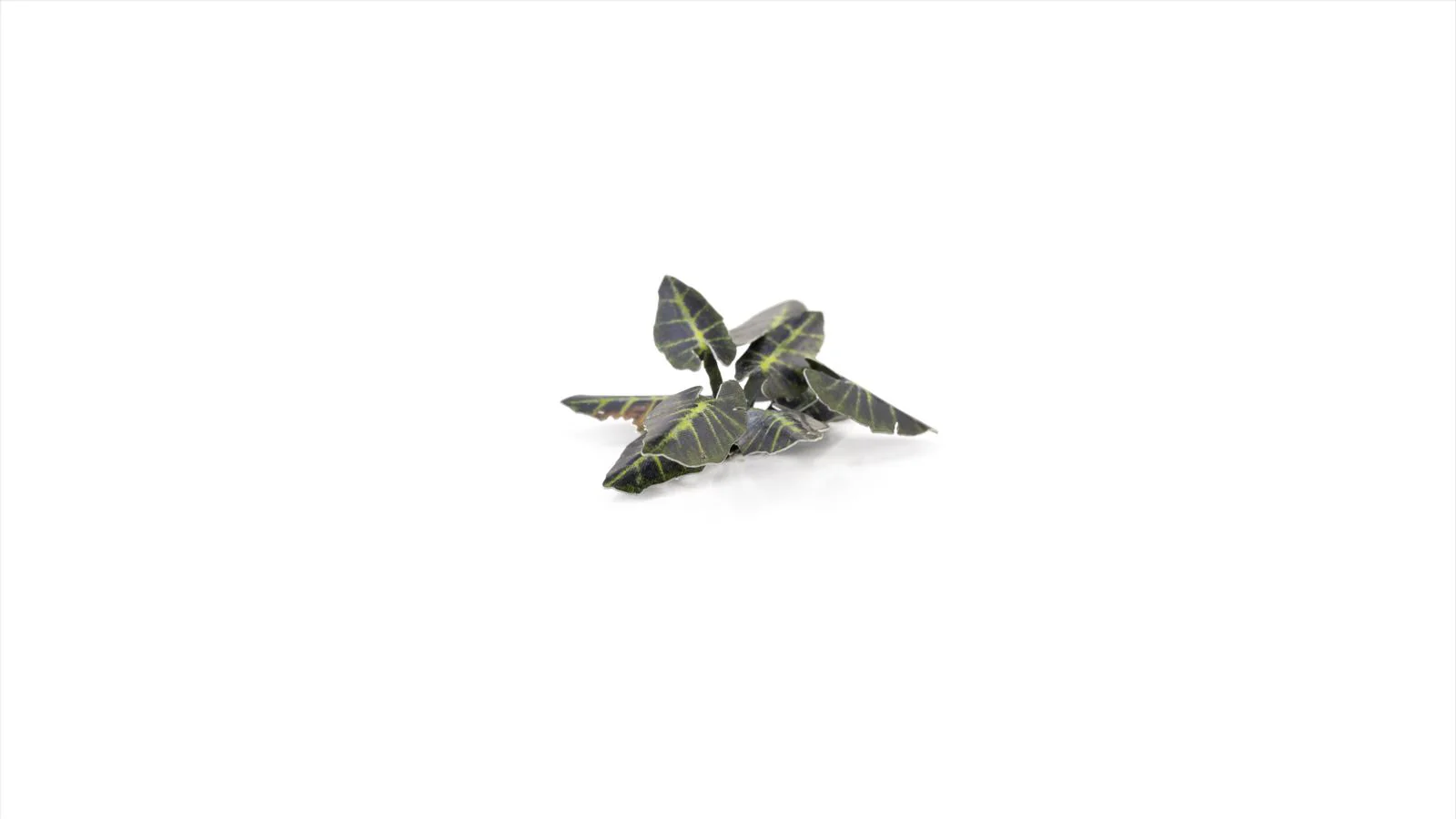 Gamers Grass | Laser Plants | Black Magic Taro - Image 6