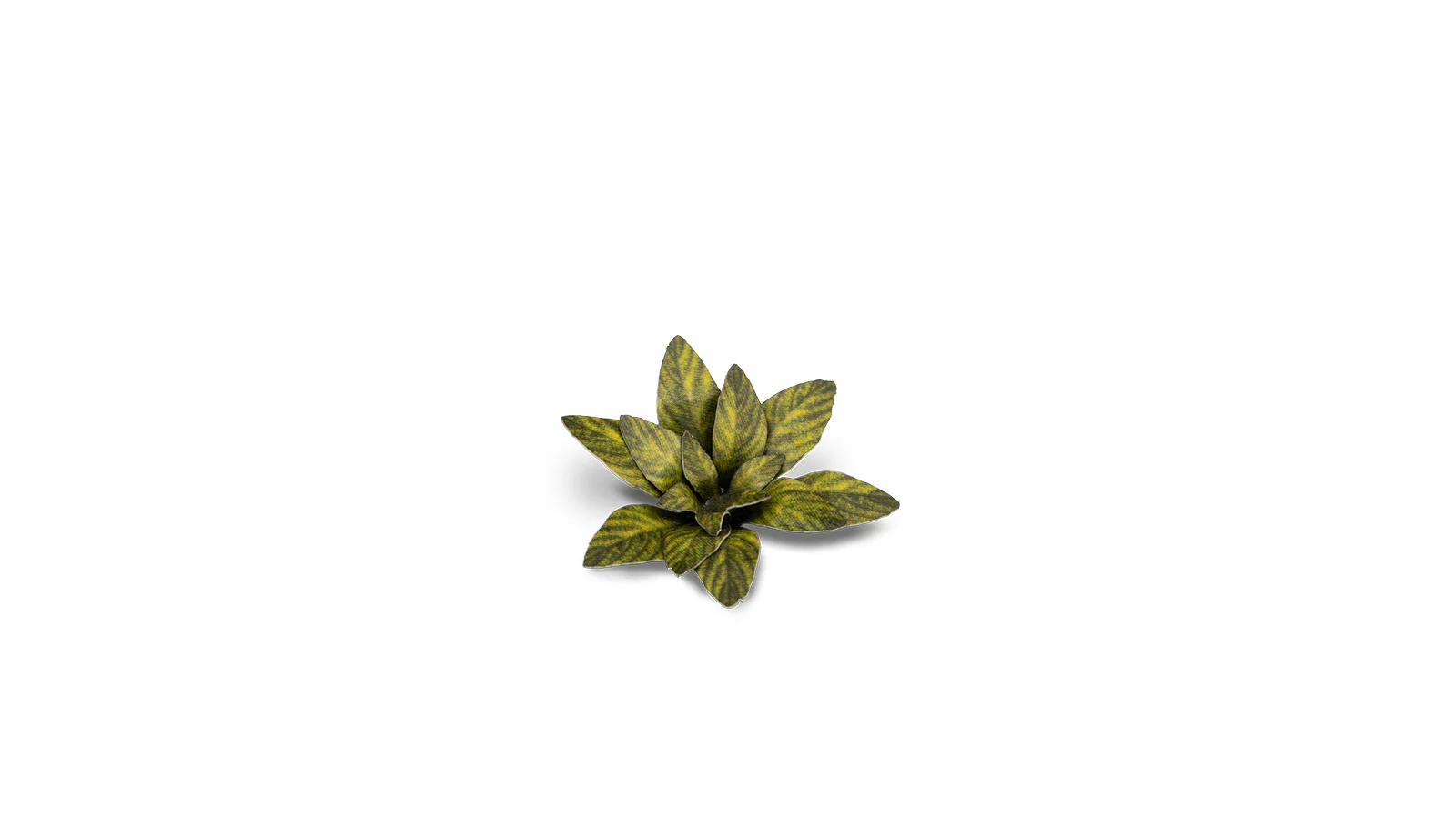 Gamers Grass | Laser Plants | Dumb Cane - Image 4