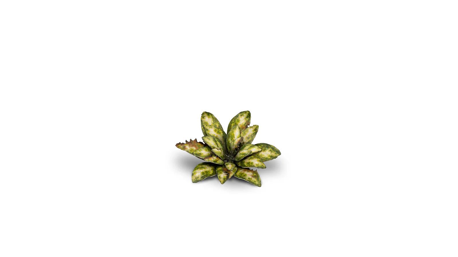 Gamers Grass | Laser Plants | Dumb Cane - Image 5