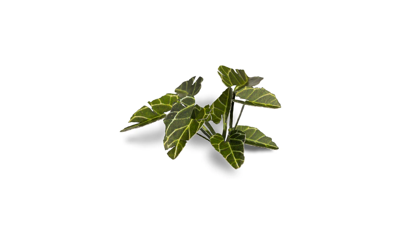 Gamers Grass | Laser Plants | Elephant Ear - Image 3