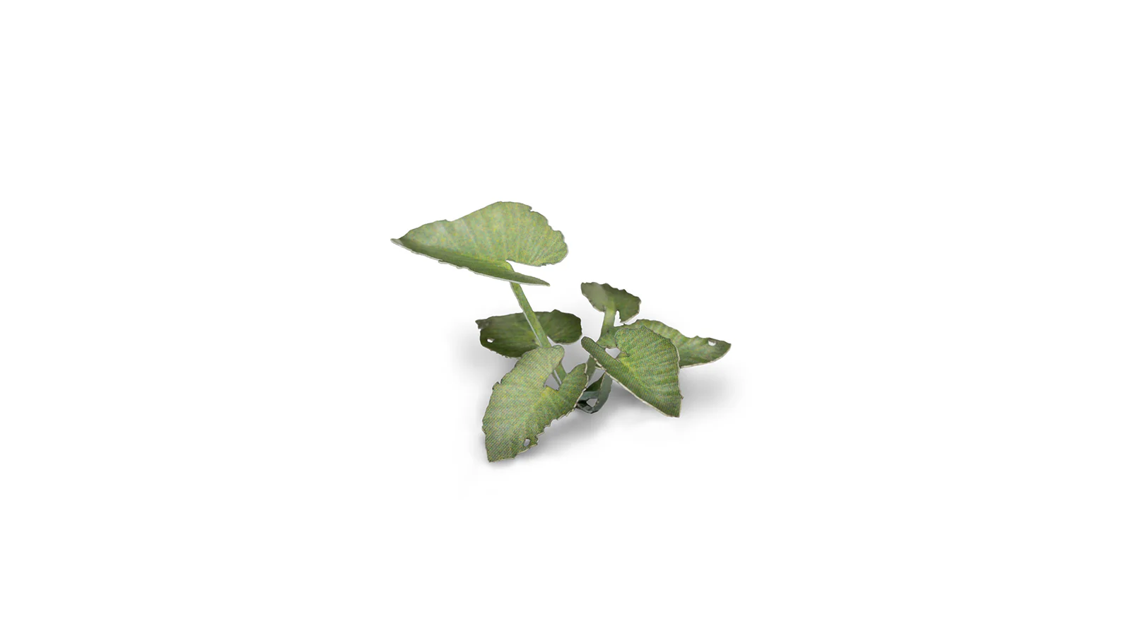 Gamers Grass | Laser Plants | Elephant Ear - Image 4