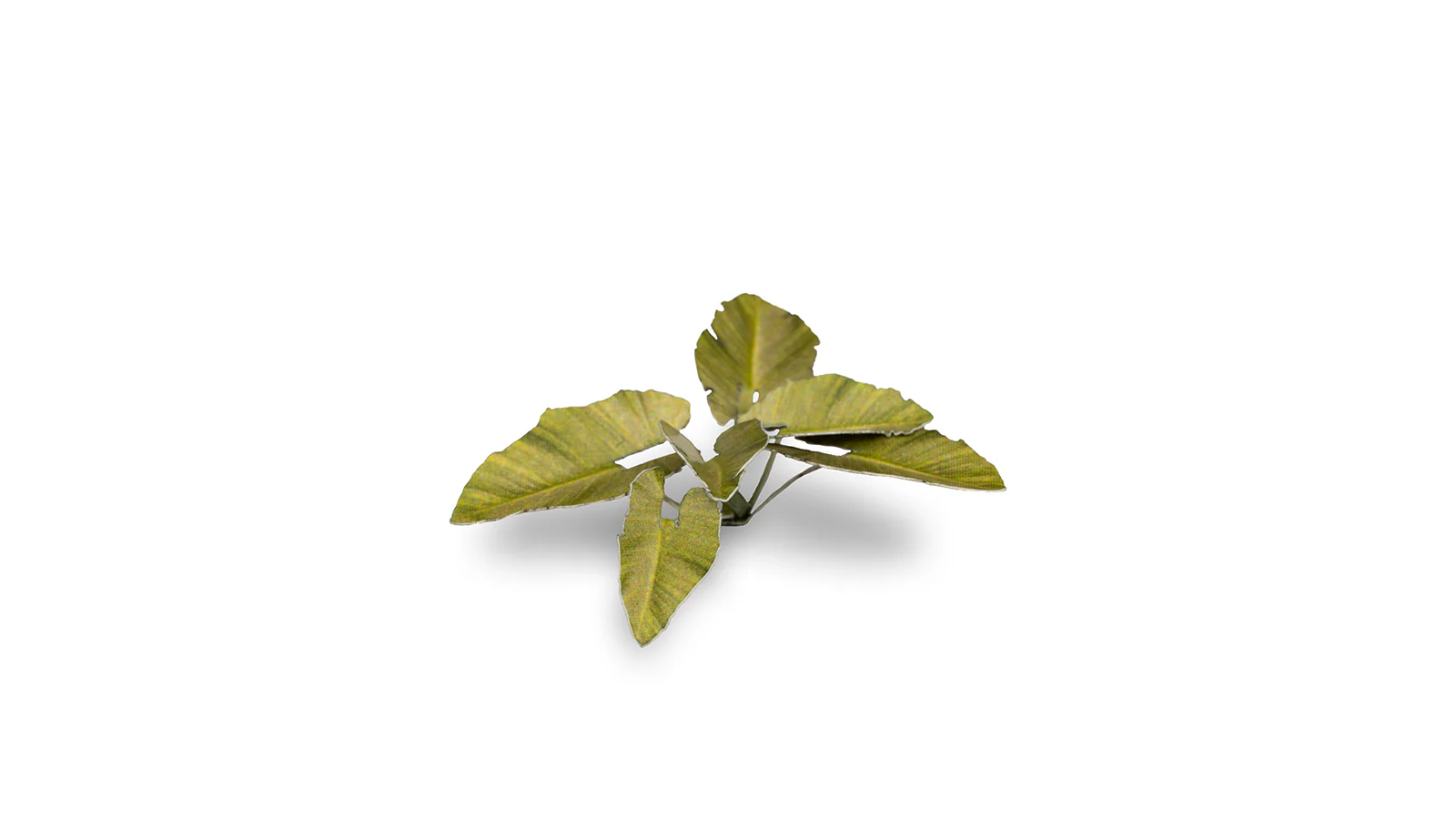 Gamers Grass | Laser Plants | Elephant Ear - Image 6