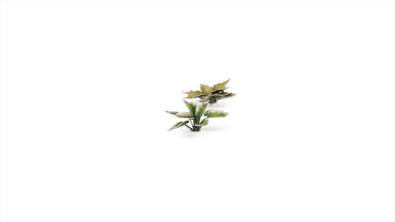 Gamers Grass | Laser Plants | Plantain Lily - Image 4