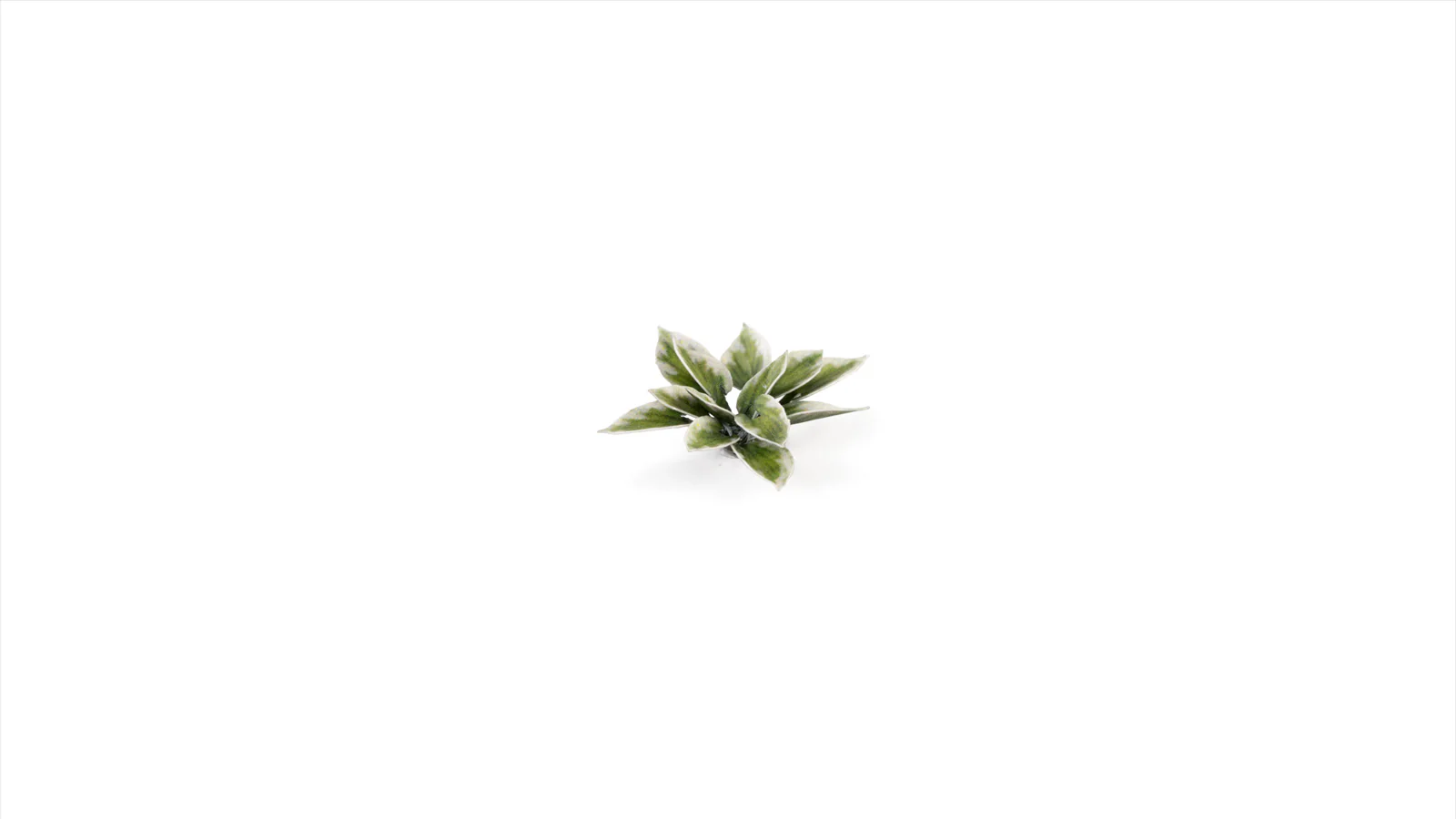 Gamers Grass | Laser Plants | Plantain Lily - Image 5