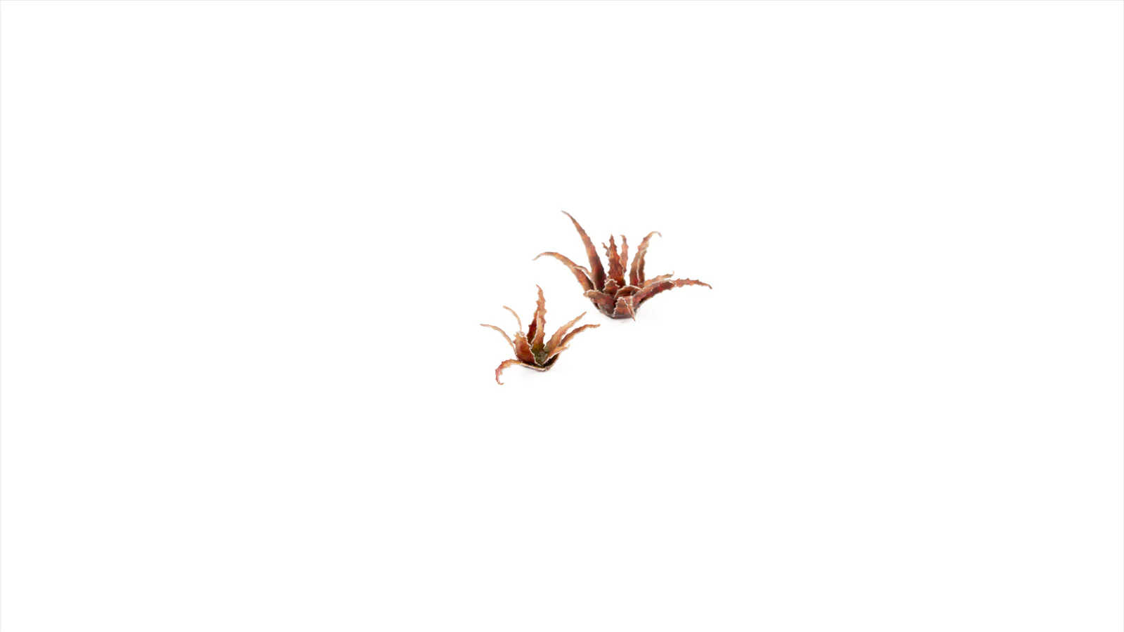 Gamers Grass | Laser Plants | Red Aloe - Image 4