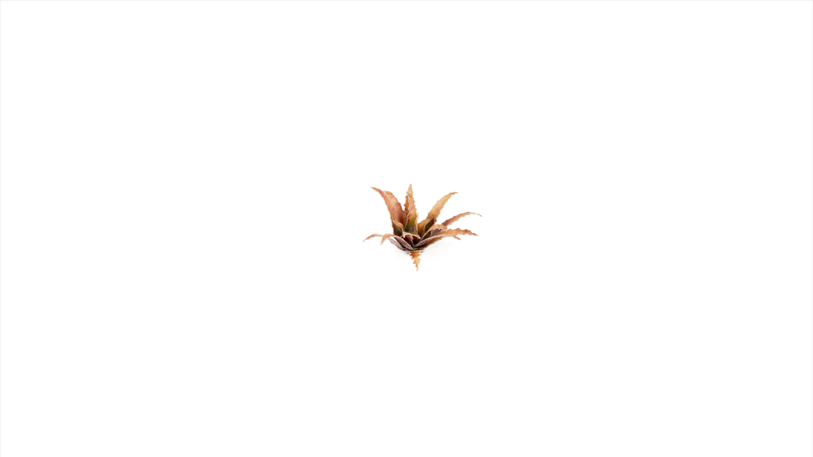 Gamers Grass | Laser Plants | Red Aloe - Image 7